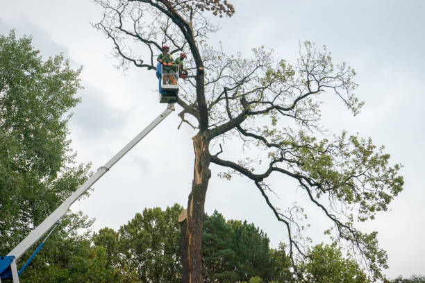 Best Storm Damage Tree Cleanup  in Marysville, CA