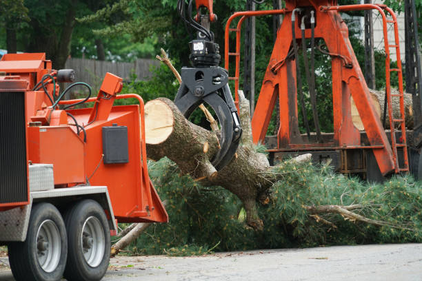 How Our Tree Care Process Works  in  Marysville, CA