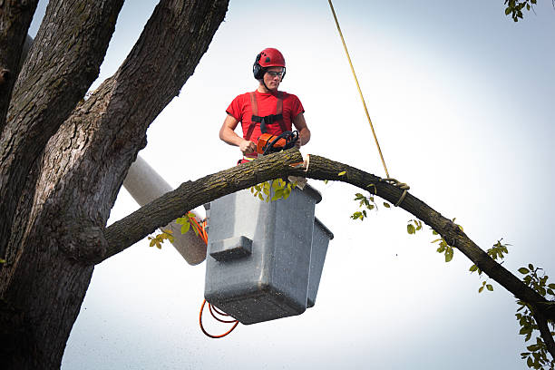 Best Utility Line Clearance  in Marysville, CA