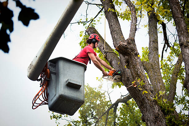 Leaf Removal in Marysville, CA